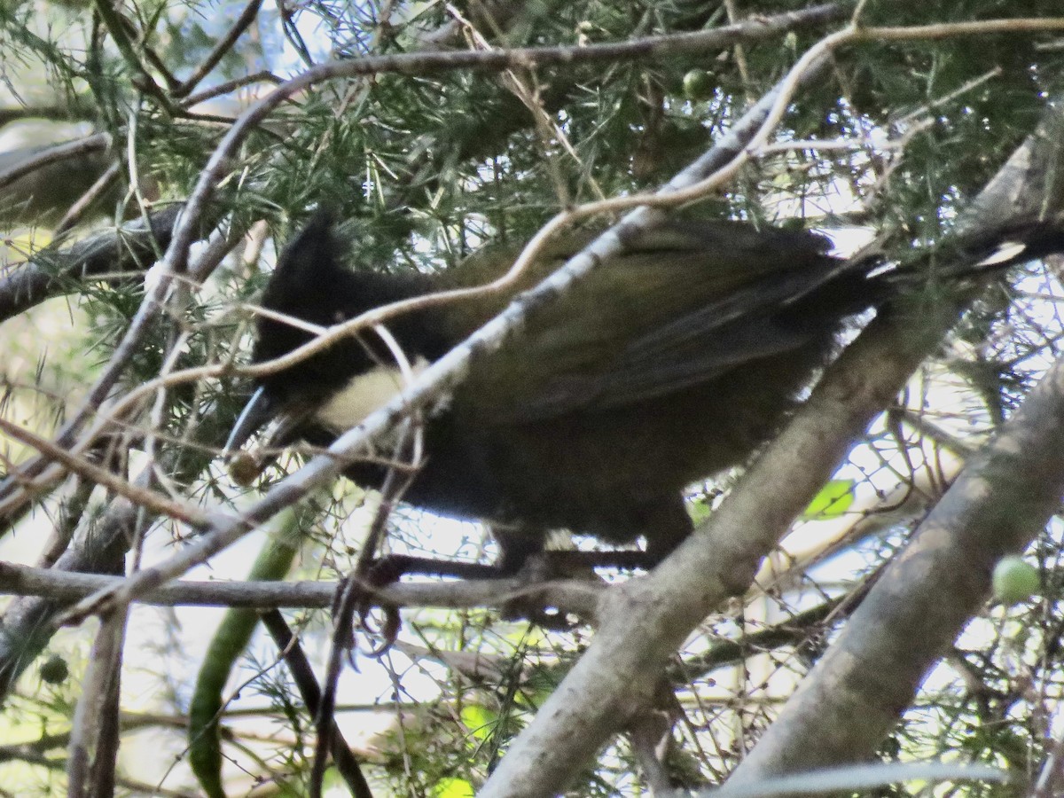 Eastern Whipbird - ML642377417