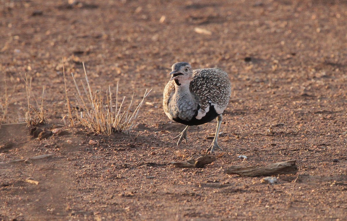 Red-crested Bustard - ML642377420