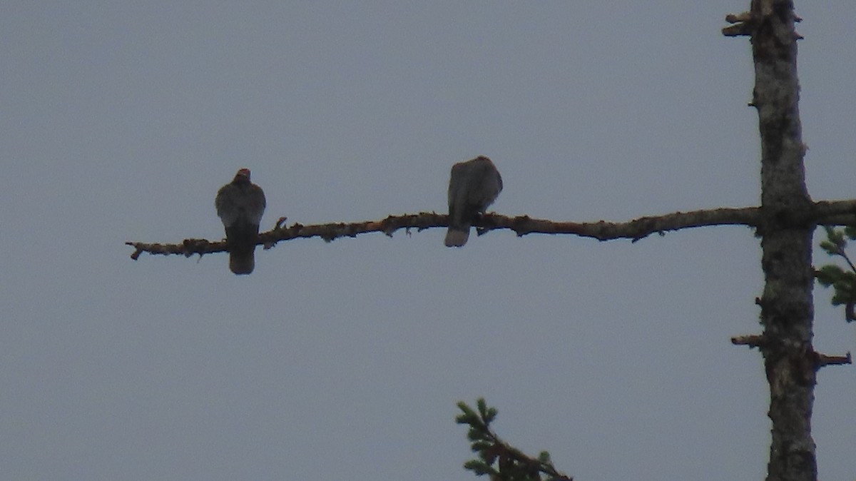Band-tailed Pigeon - ML642377440