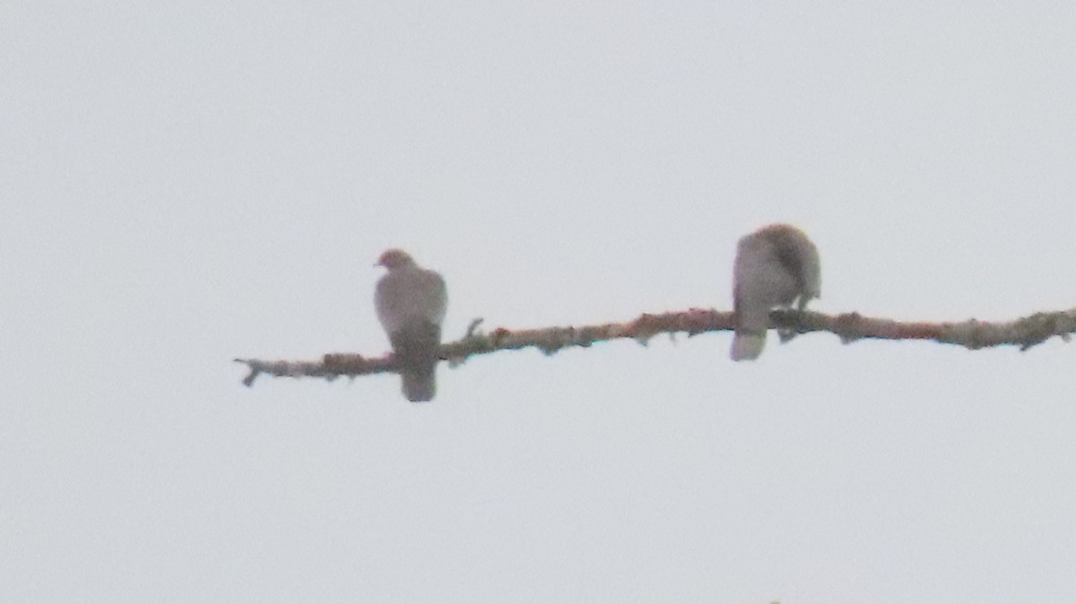 Band-tailed Pigeon - ML642377444