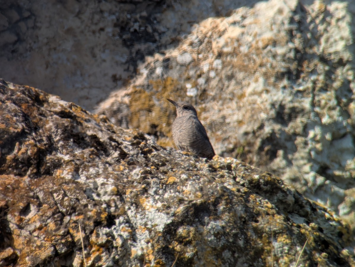 Gökardıç - ML642377458