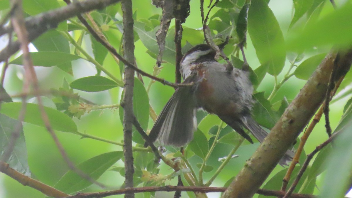 Chestnut-backed Chickadee - ML642377485
