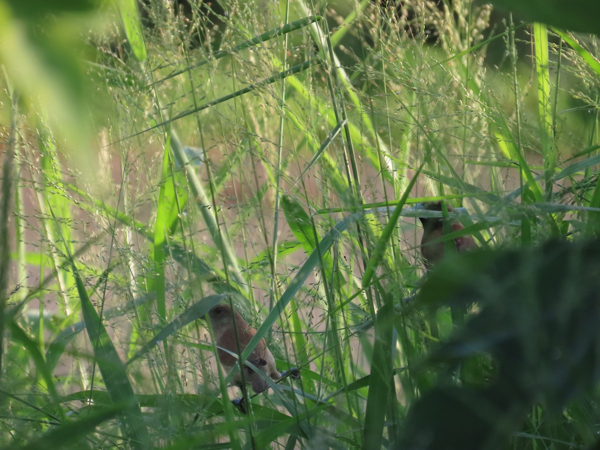 Munia pettosquamato - ML642377501