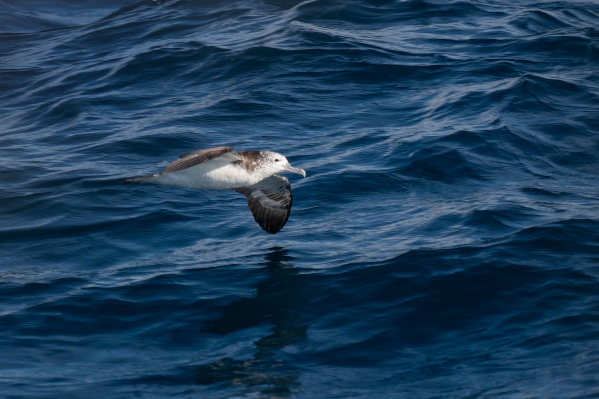 Streaked Shearwater - ML642377507