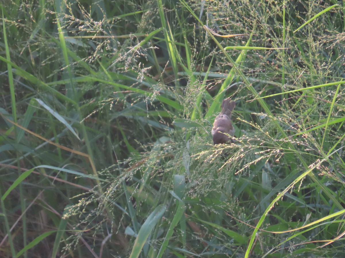 Munia pettosquamato - ML642377508