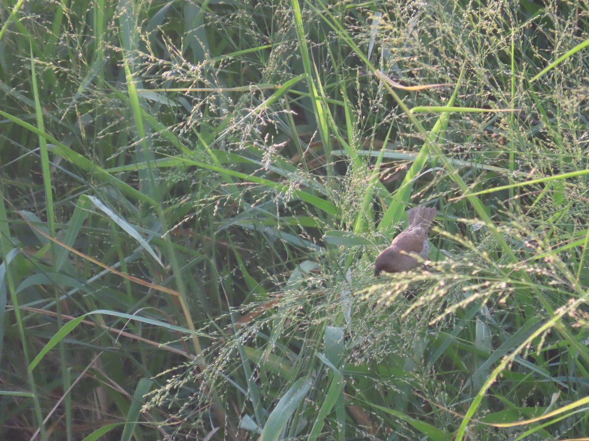 Munia pettosquamato - ML642377509