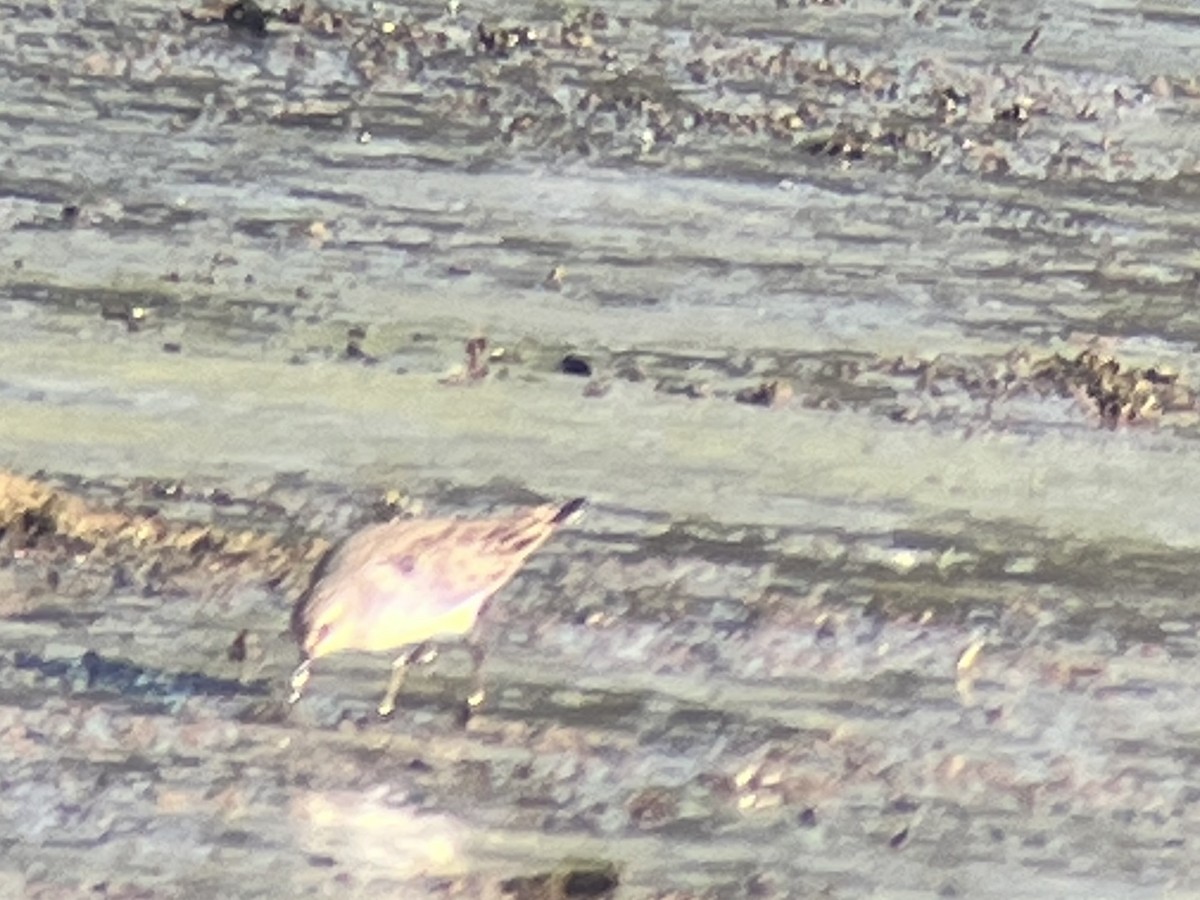 jespák tundrový - ML642377514