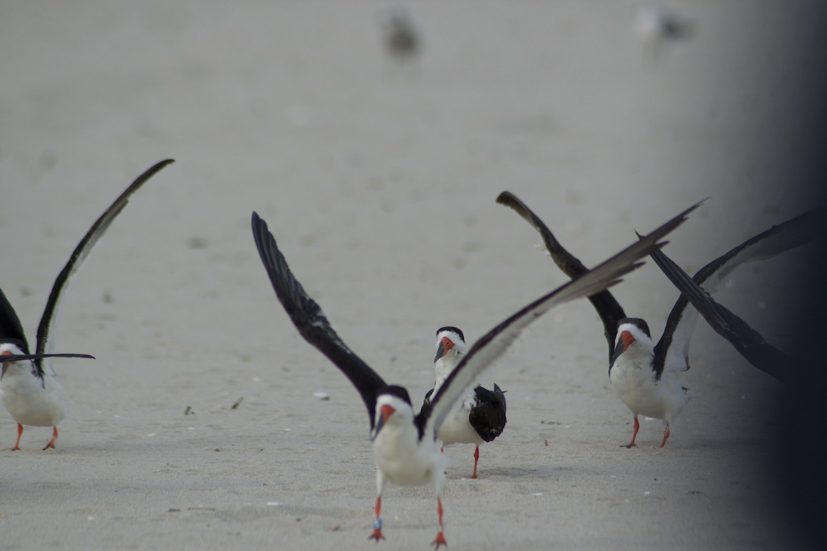 Black Skimmer - ML642377516