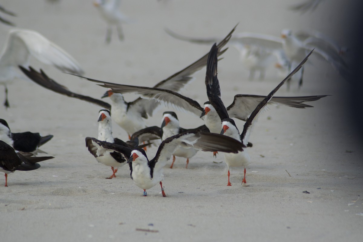 Black Skimmer - ML642377517