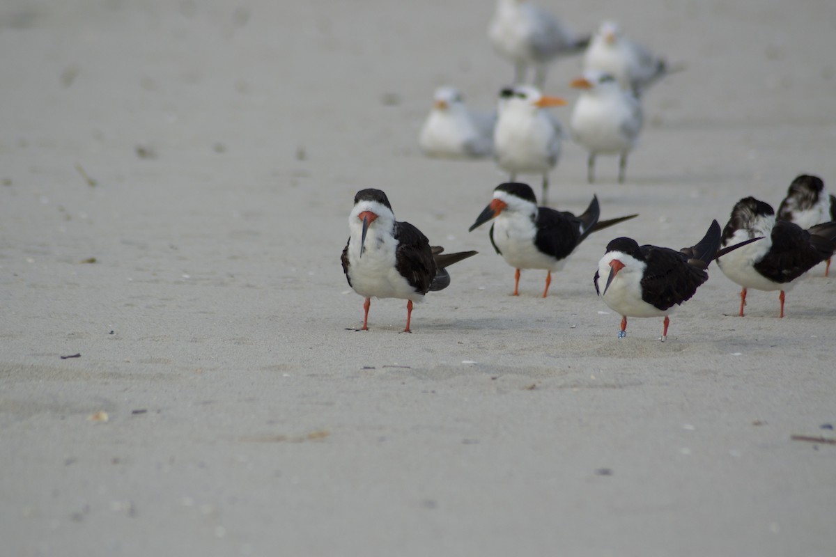 Black Skimmer - ML642377518