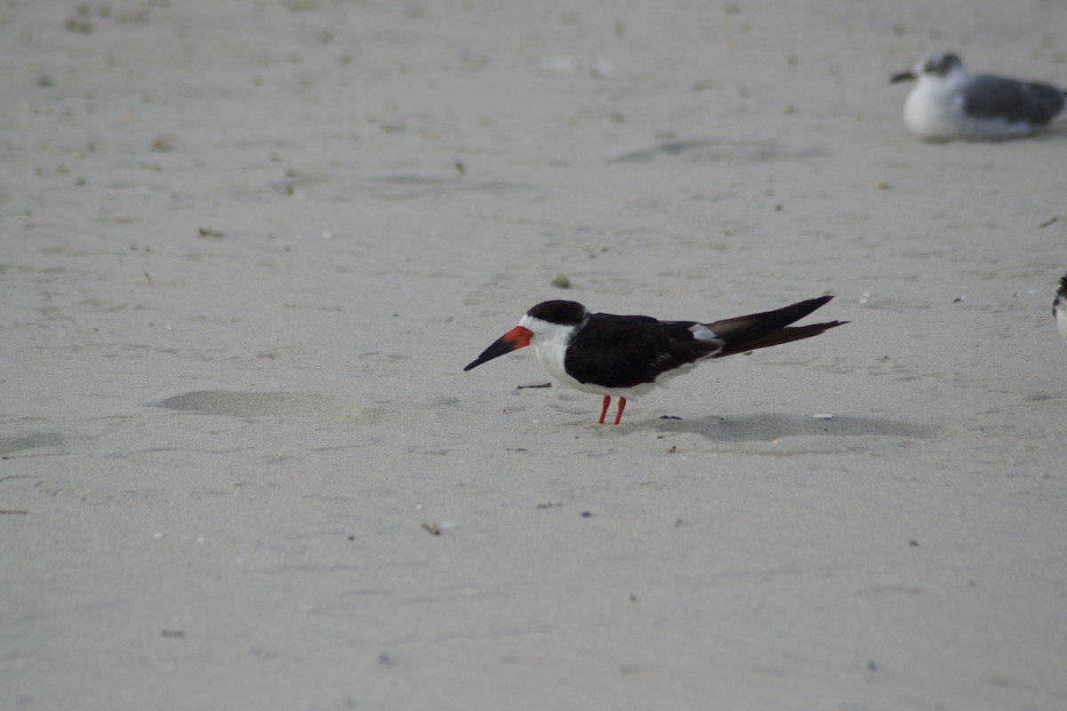 Black Skimmer - ML642377519