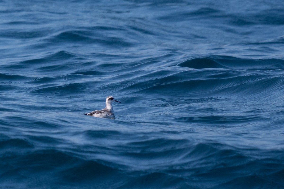 Red-necked Phalarope - ML642377520