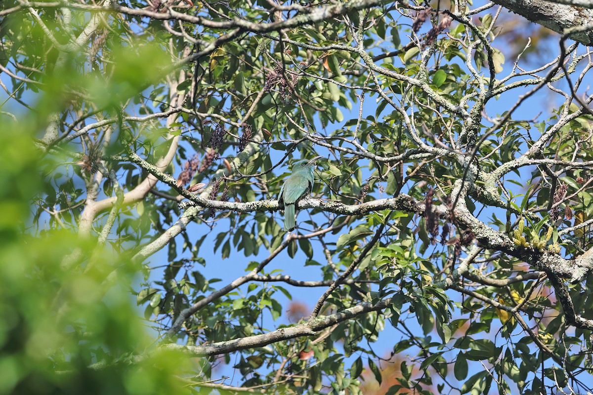 Blue-bearded Bee-eater - ML642377521