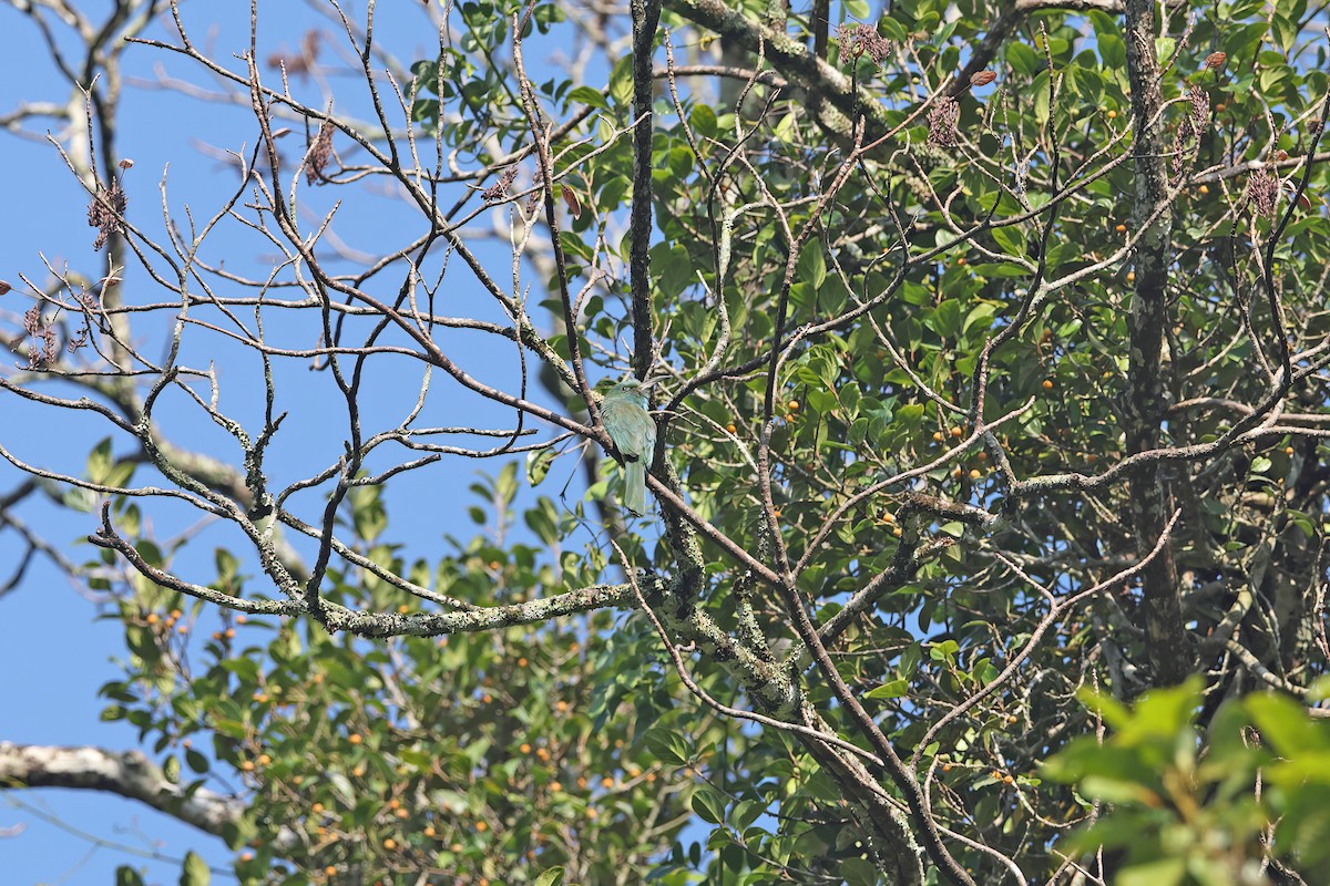 Blue-bearded Bee-eater - ML642377522