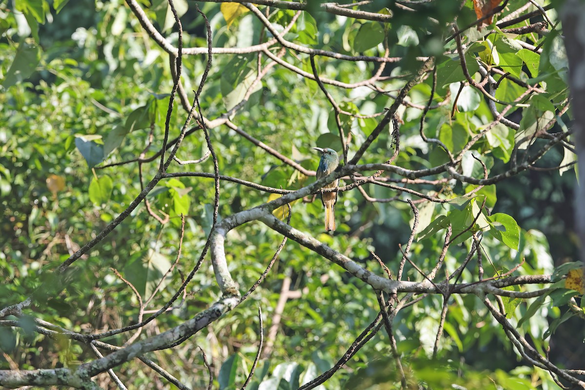Blue-bearded Bee-eater - ML642377523