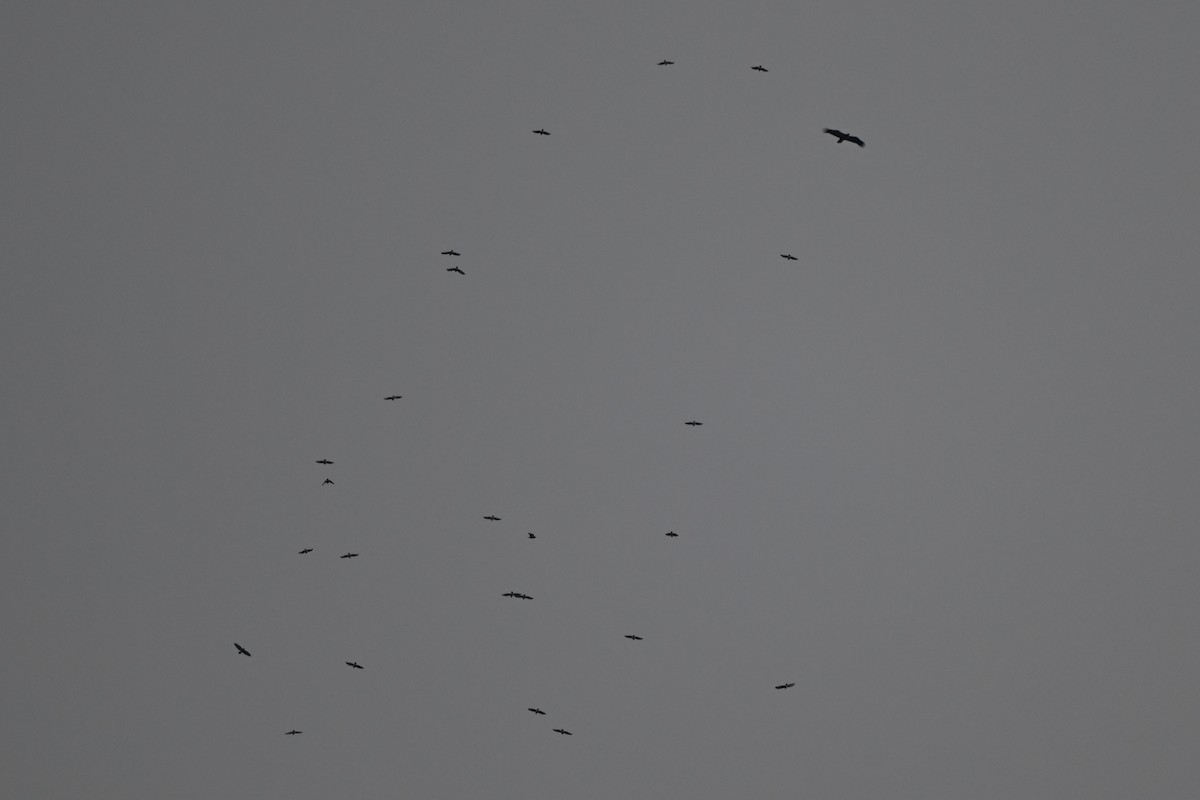 Broad-winged Hawk - ML642377535