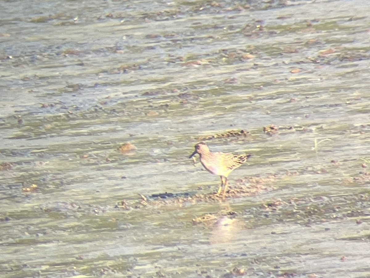 jespák skvrnitý - ML642377537