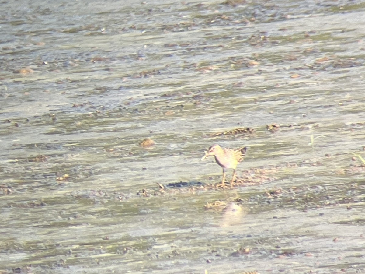 jespák skvrnitý - ML642377538