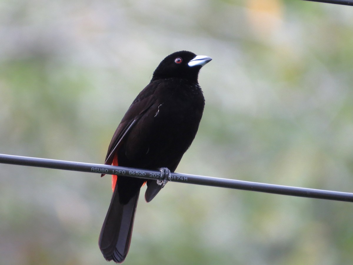 Scarlet-rumped Tanager (Cherrie's) - ML642377539