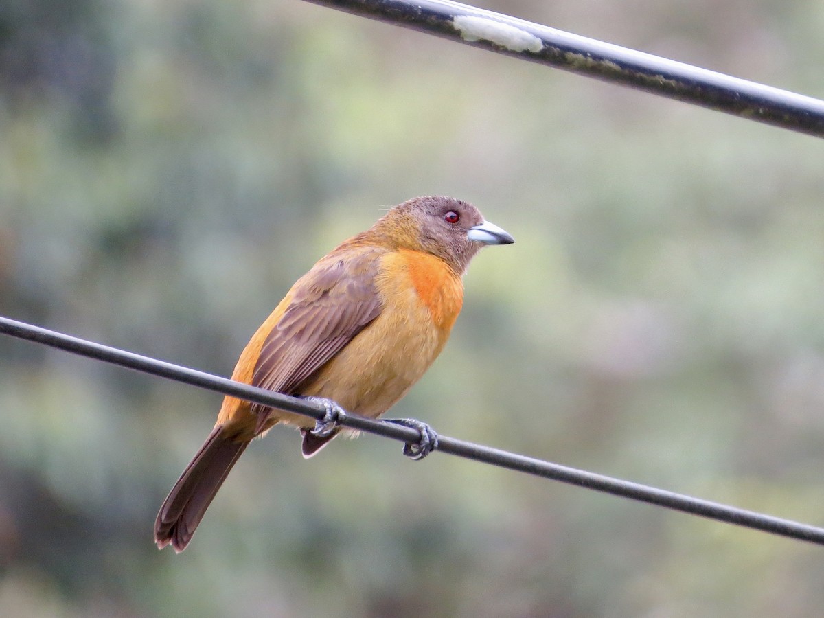 Scarlet-rumped Tanager (Cherrie's) - ML642377540