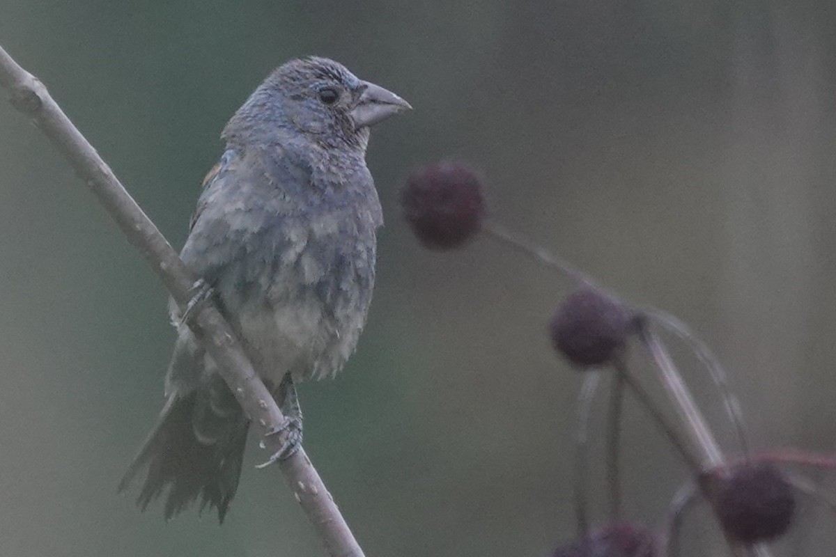 Blue Grosbeak - ML642377541