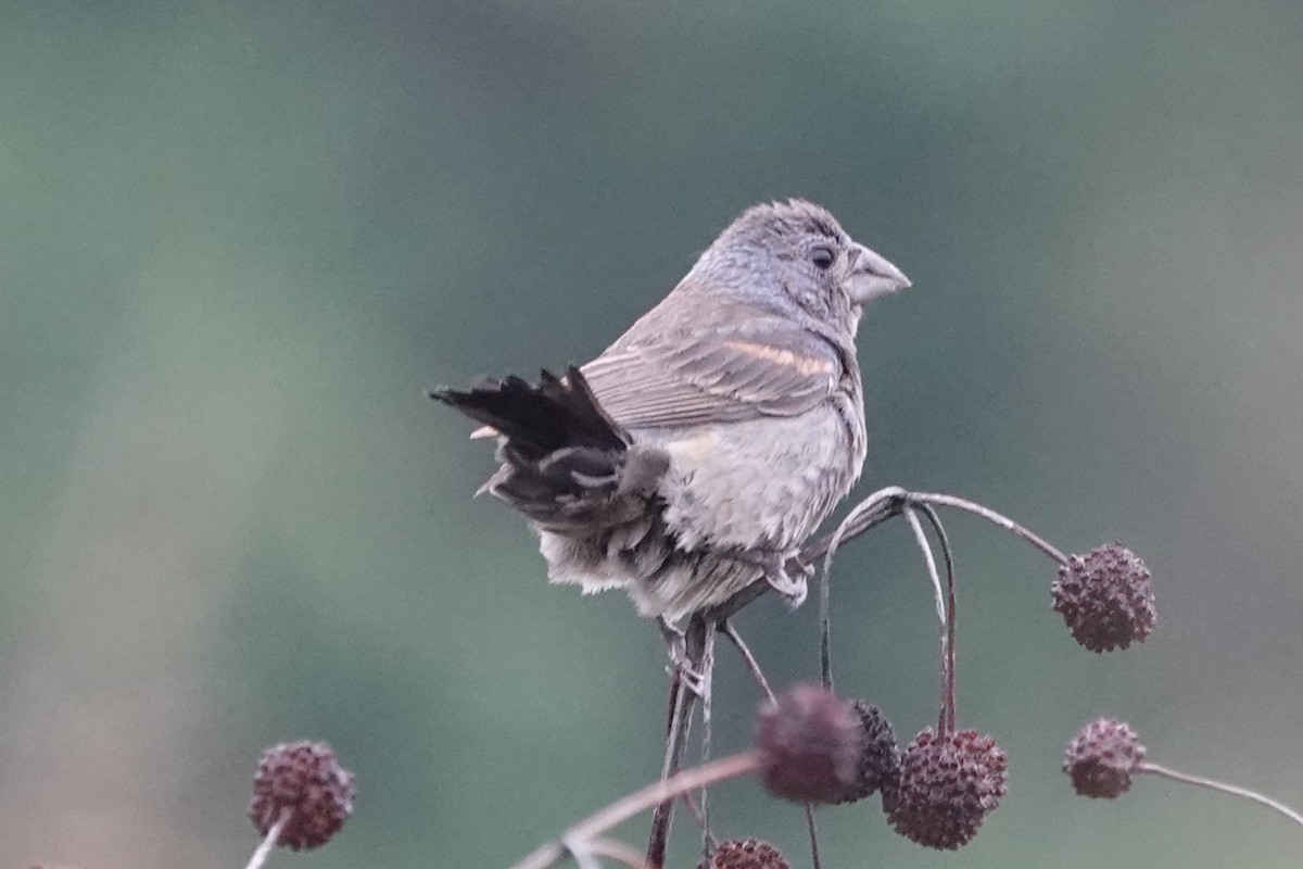 Blue Grosbeak - ML642377542