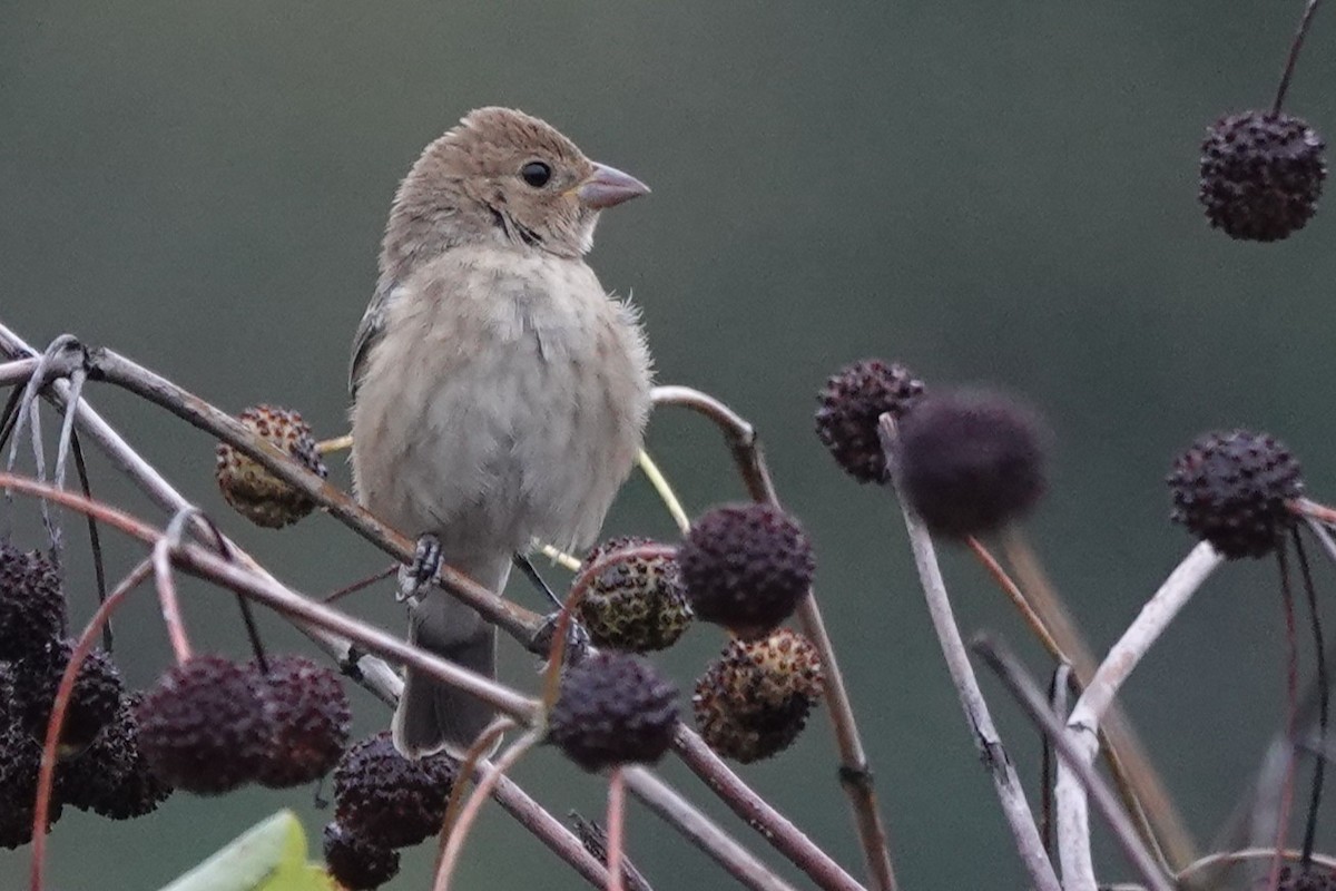 Indigo Bunting - ML642377544