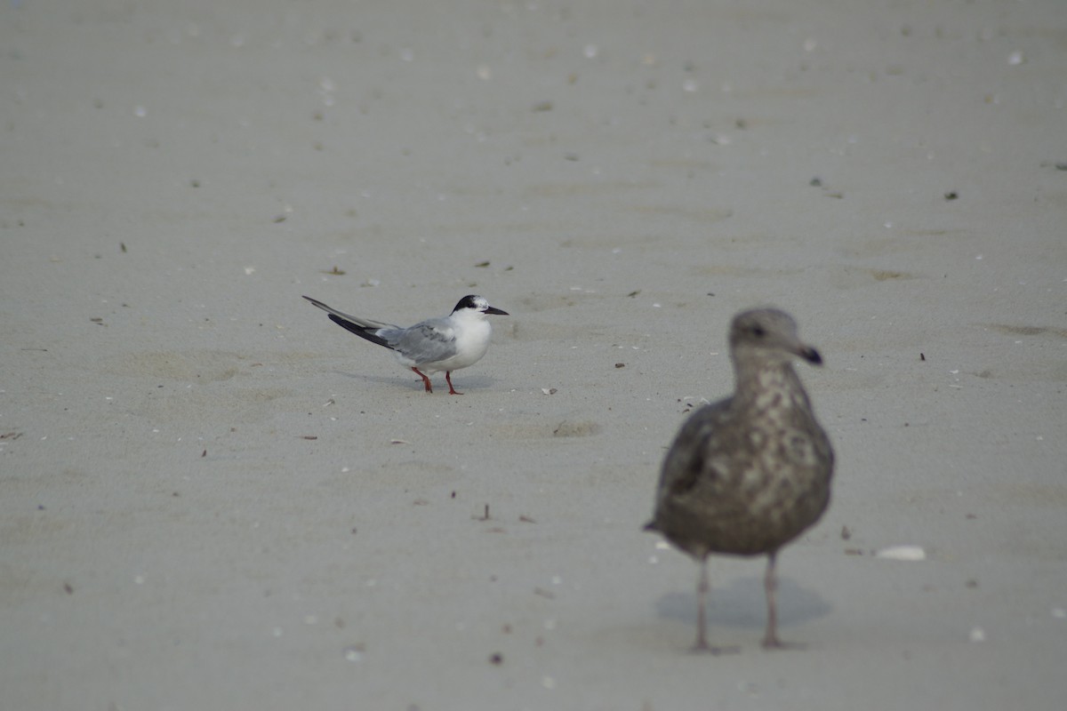 Common Tern - ML642377550