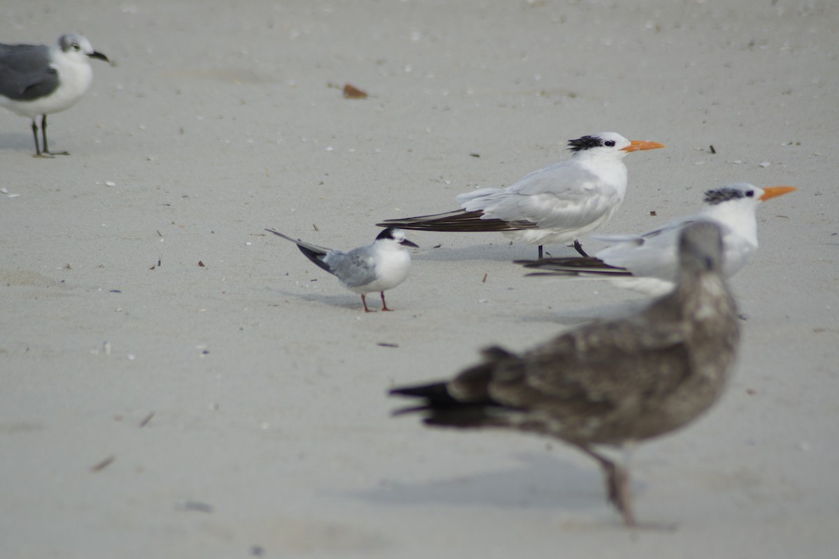 Common Tern - ML642377551