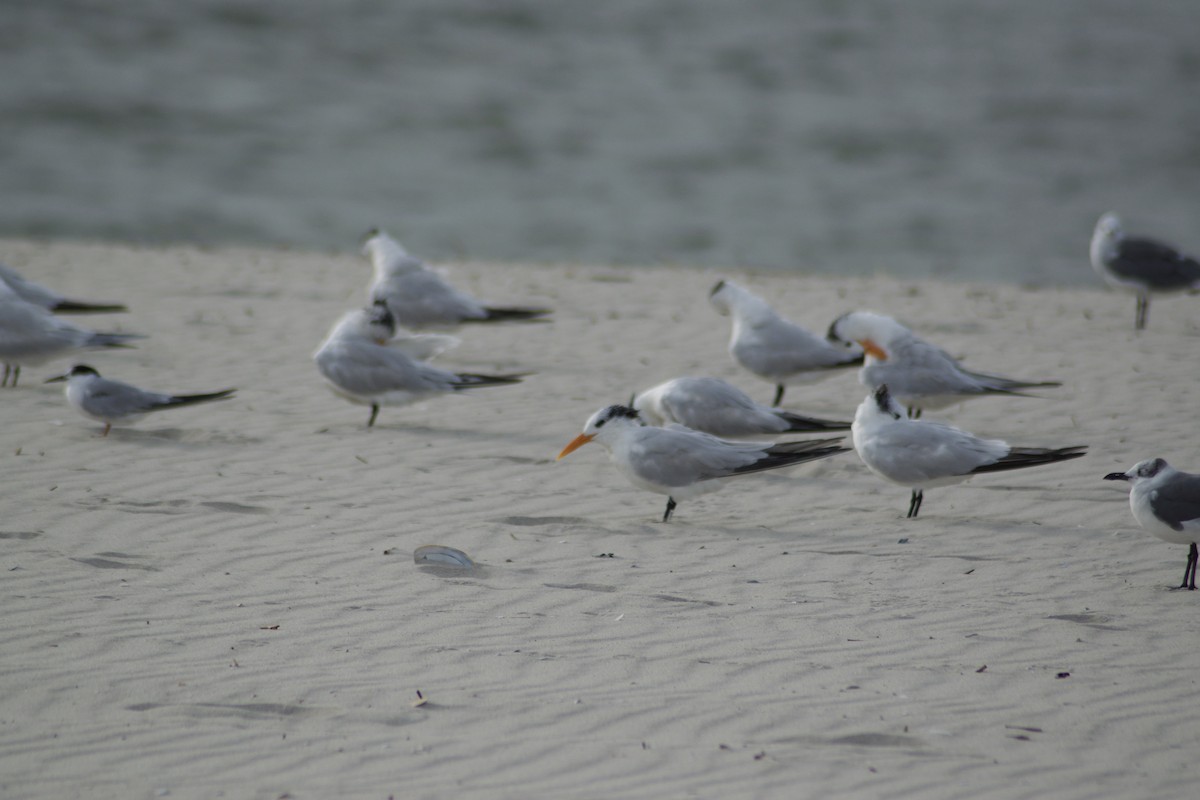 Royal Tern - ML642377552