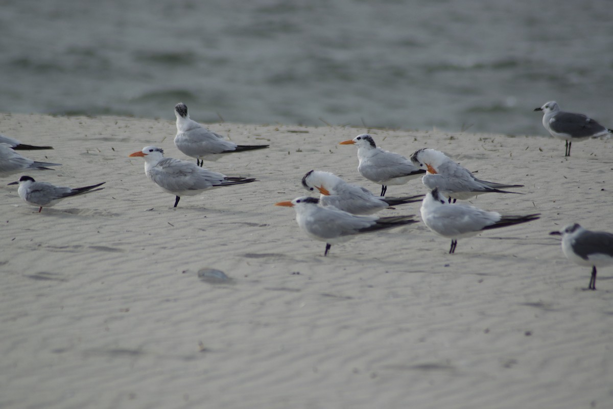 Royal Tern - ML642377553