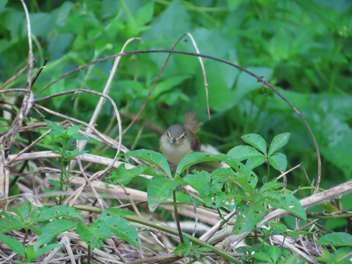 Plain Prinia - ML642377560