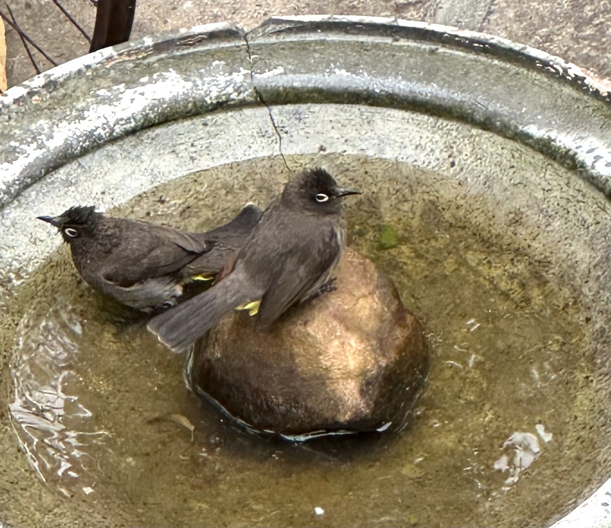 Cape Bulbul - ML642377561