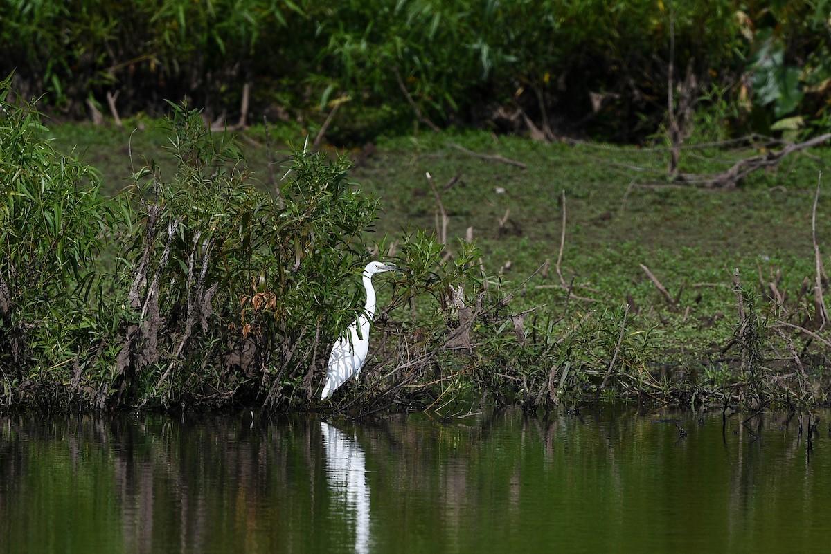 Little Blue Heron - ML642377563
