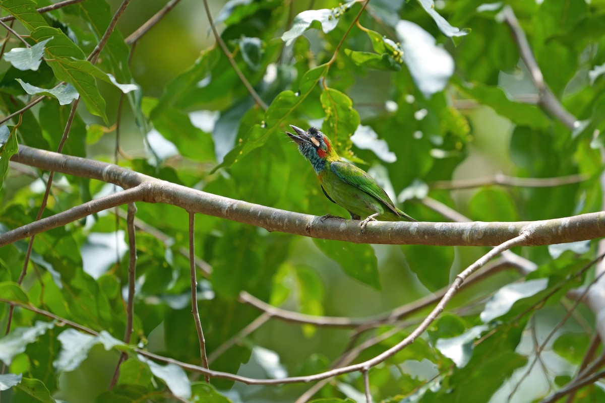 Blue-eared Barbet - ML642377566
