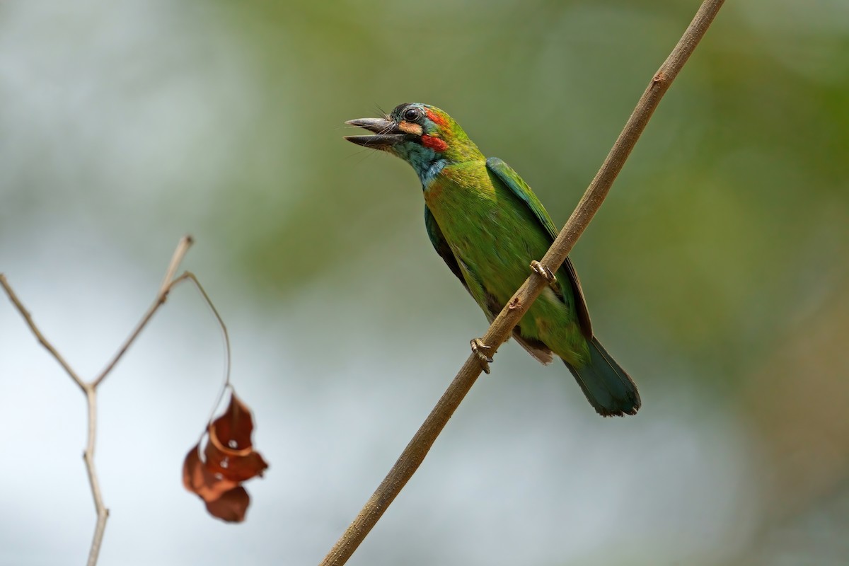 Blue-eared Barbet - ML642377567