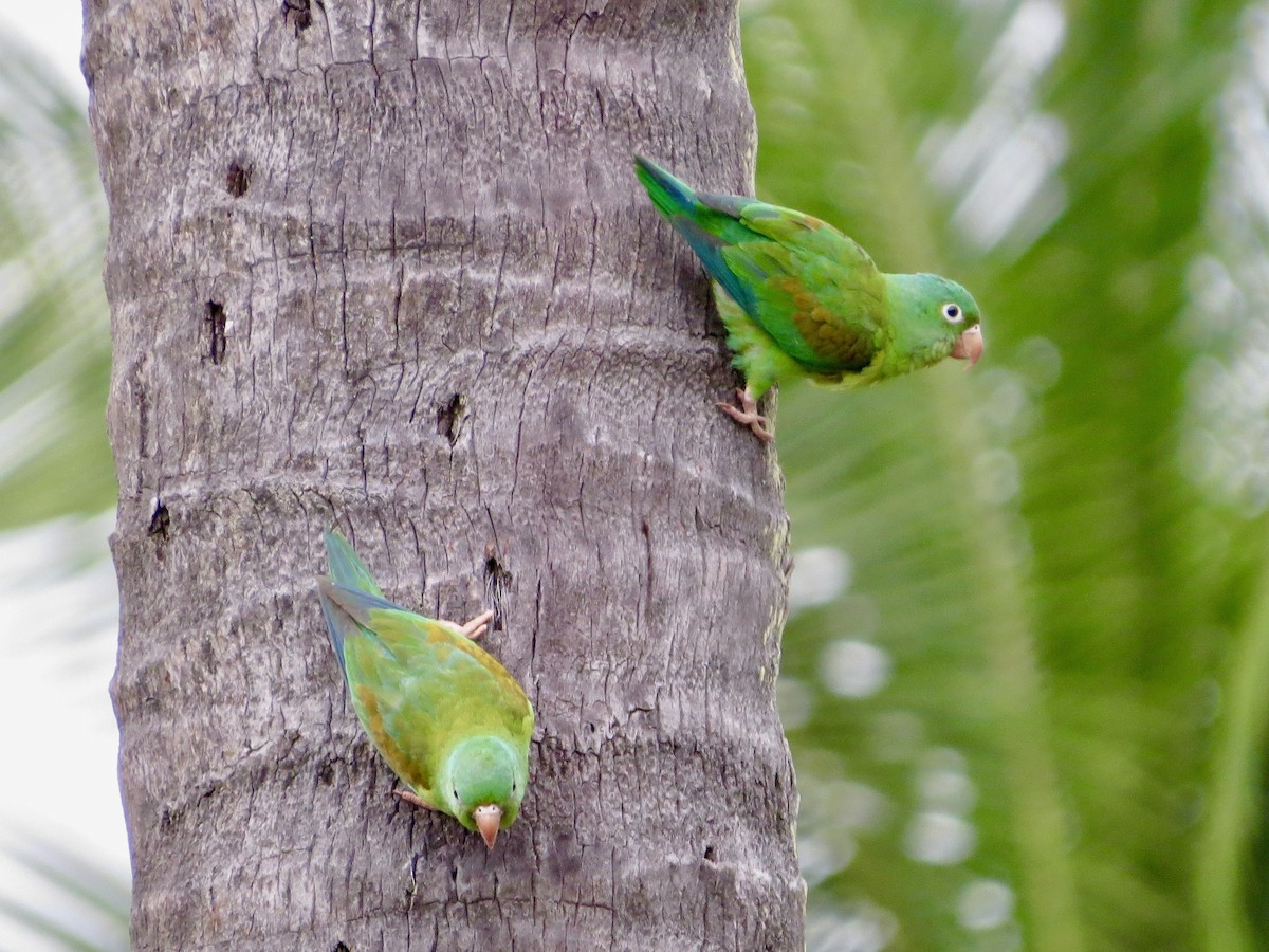 Orange-chinned Parakeet - ML642377572