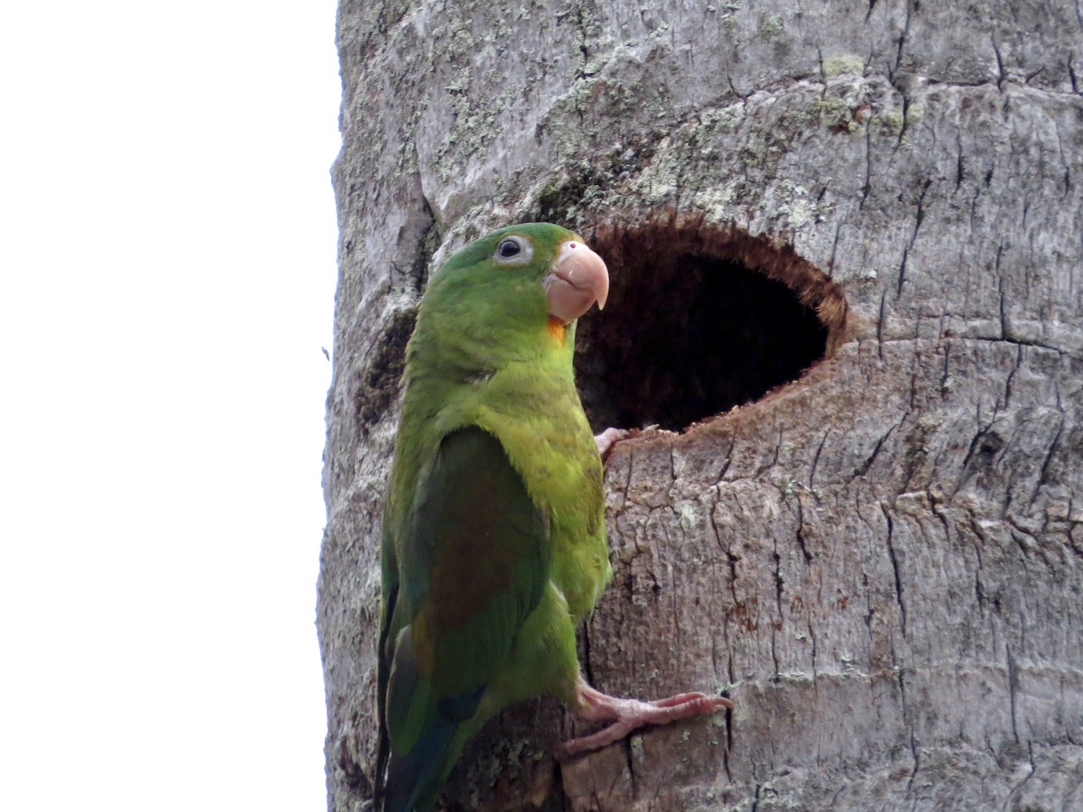 Orange-chinned Parakeet - ML642377573