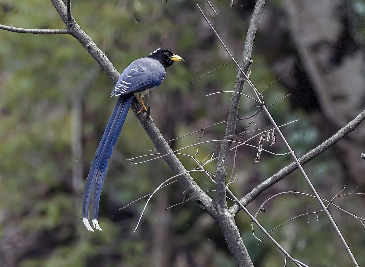 Yellow-billed Blue-Magpie - ML642377574