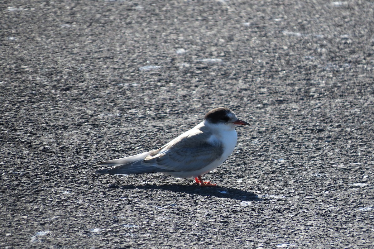 Arctic Tern - ML642377576
