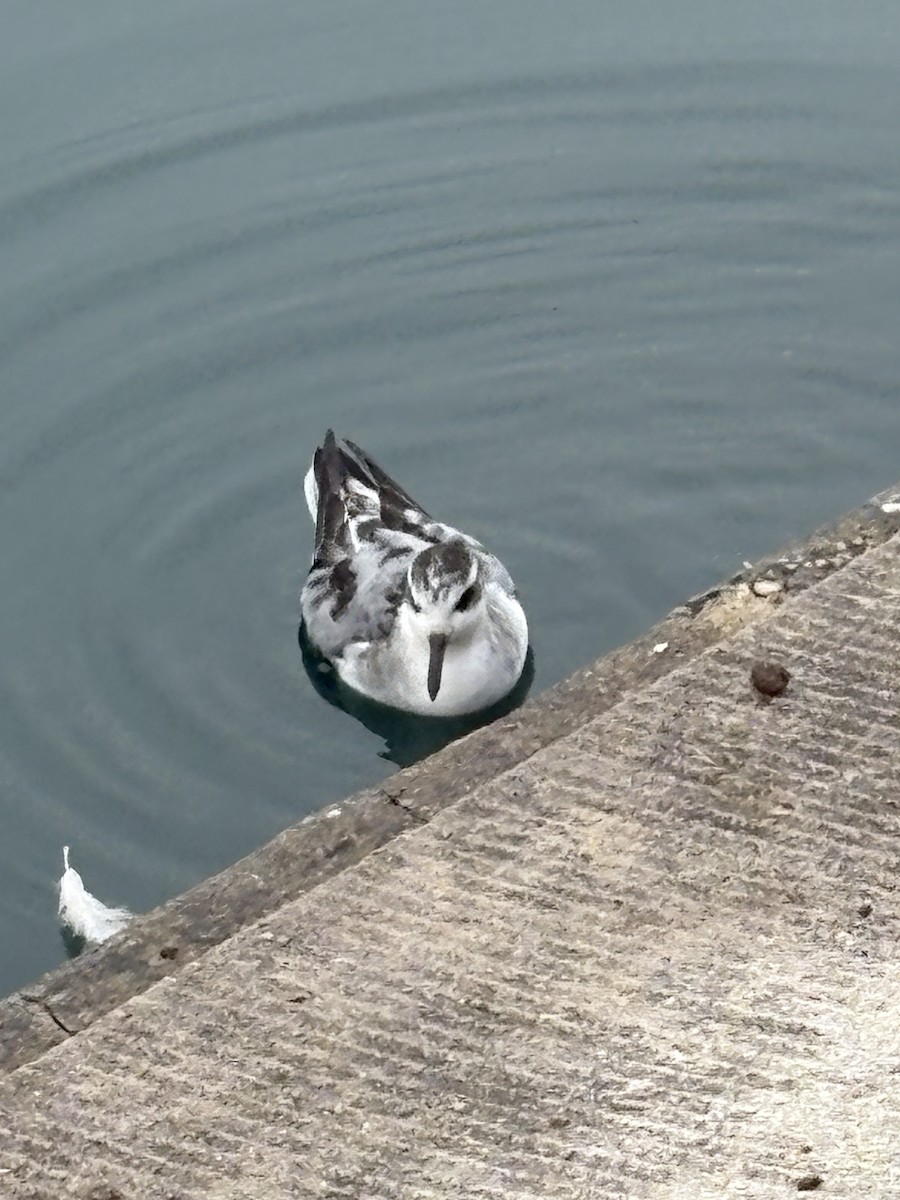 Red Phalarope - ML642377579