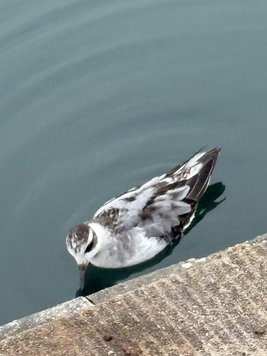 Red Phalarope - ML642377580
