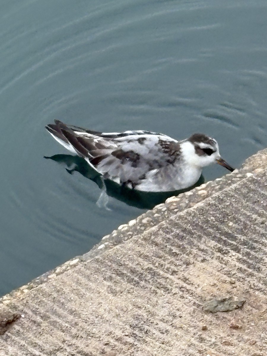 Red Phalarope - ML642377583