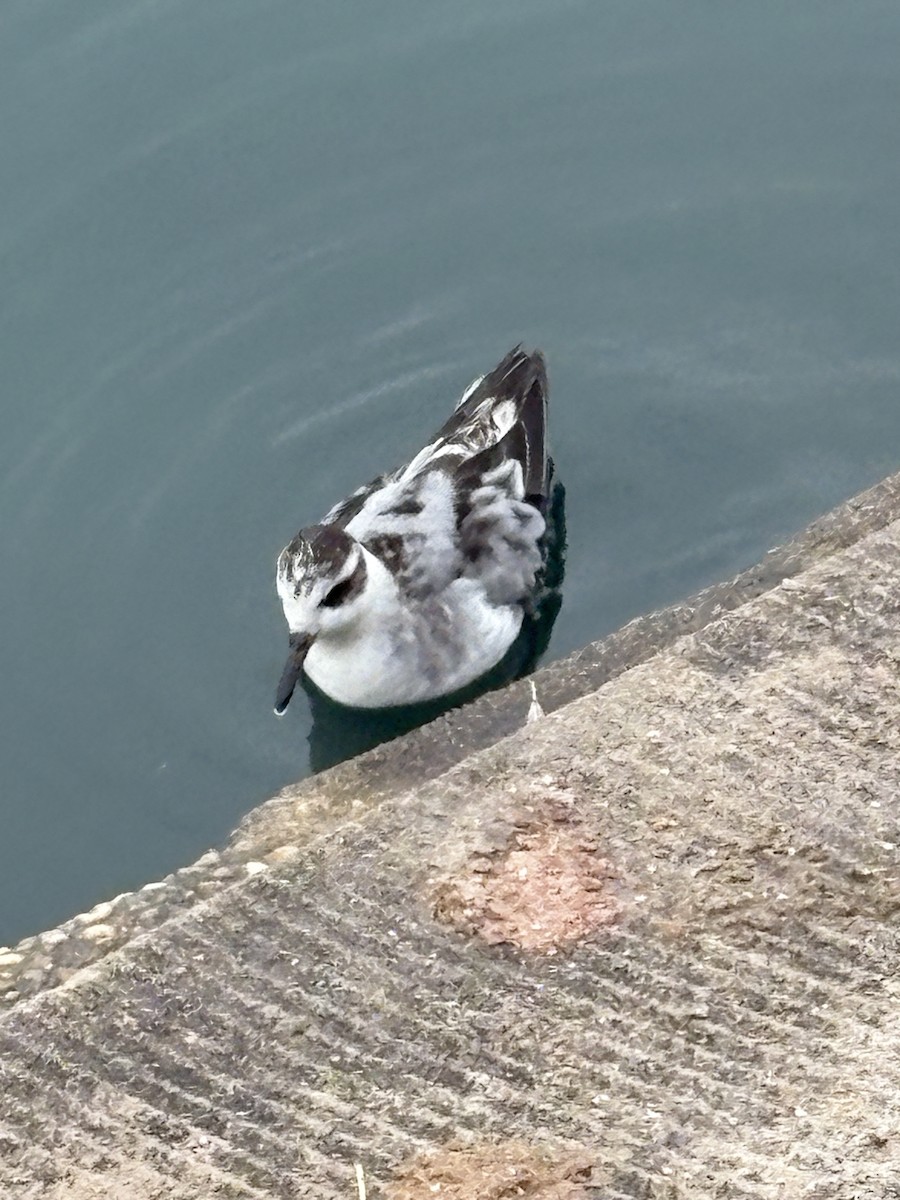 Red Phalarope - ML642377587