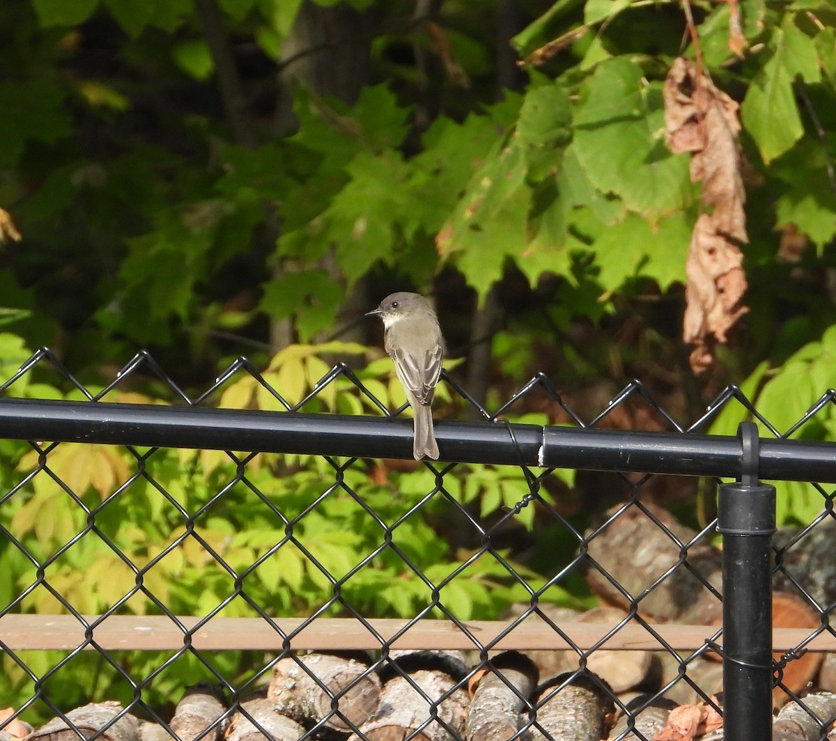 Eastern Phoebe - ML642377598