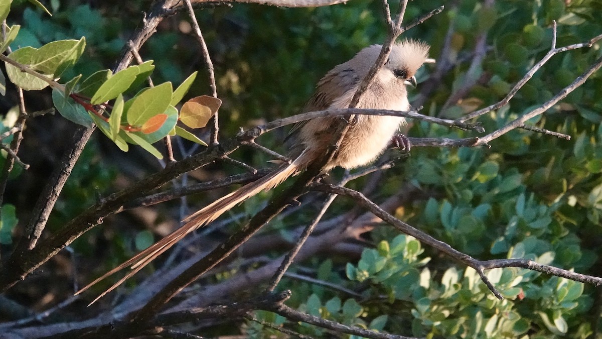 Speckled Mousebird - ML642377599