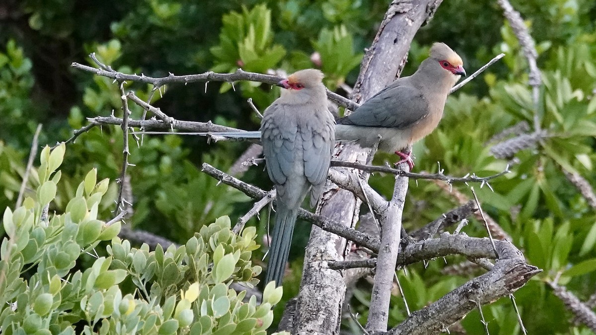 Red-faced Mousebird - ML642377603