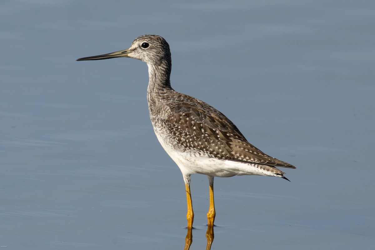 Greater Yellowlegs - ML642377621