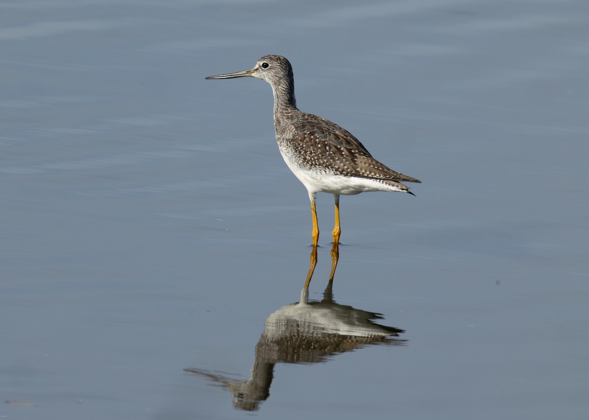 Greater Yellowlegs - ML642377622
