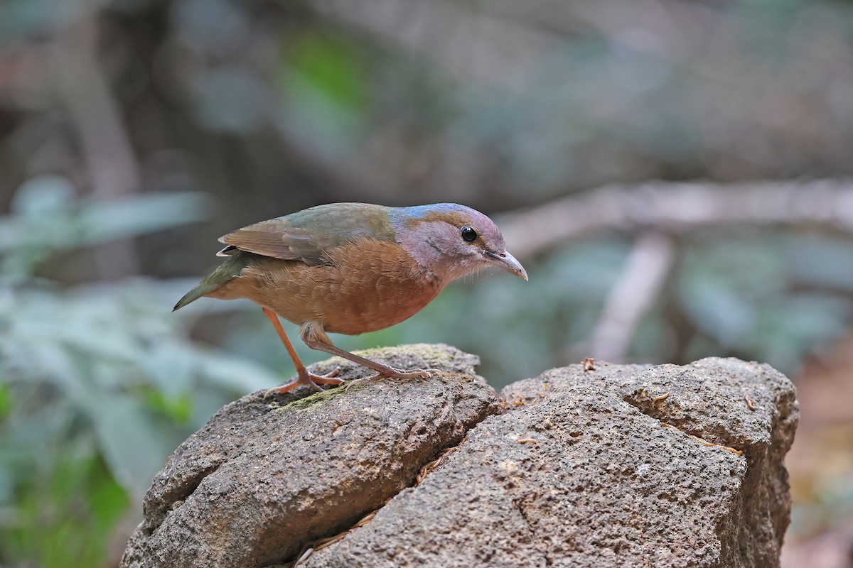 コシアオヤイロチョウ - ML642377623
